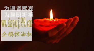 企鵝核桃榨油機(jī)為昆明遇難者哀悼