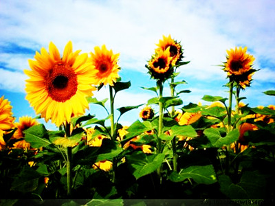 有專門的壓榨油葵的榨油機(jī)嗎?(圖2) 有專門的壓榨油葵的榨油機(jī)嗎?(圖2)